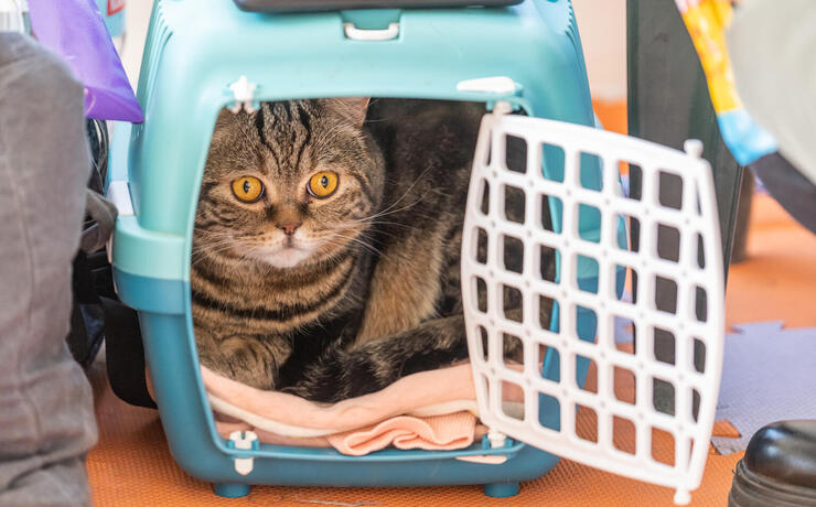 perevezennia-domashnikh-tvaryn-v-polshchu-102 perevezennia-domashnikh-tvaryn-v-polshchu-102-image